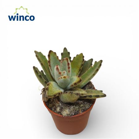 Kalanchoe Golden Girl