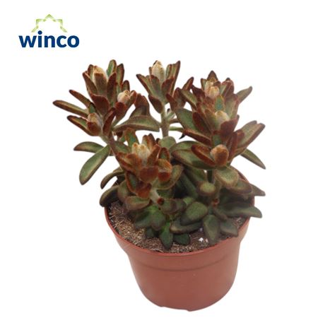Kalanchoe Tomentosa Chocolate Soldier