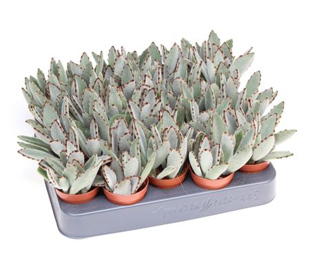 Kalanchoe Tomentosa.