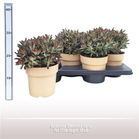 Kalanchoe Tomentosa Nigra