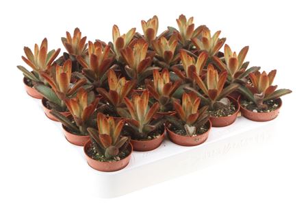 Kalanchoe Tomentosa Dorothy