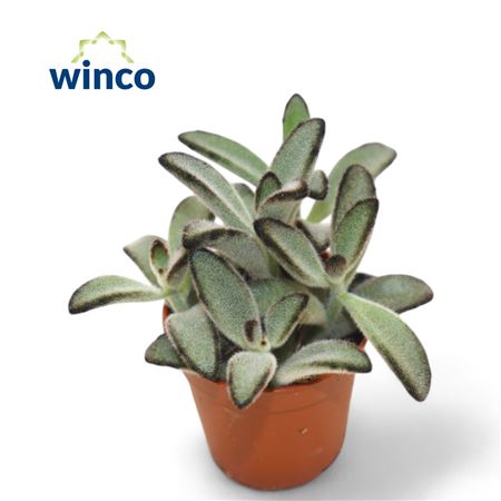 Kalanchoe Tomentosa Jumbo