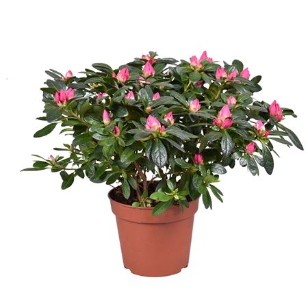 Azalea Tamira Red