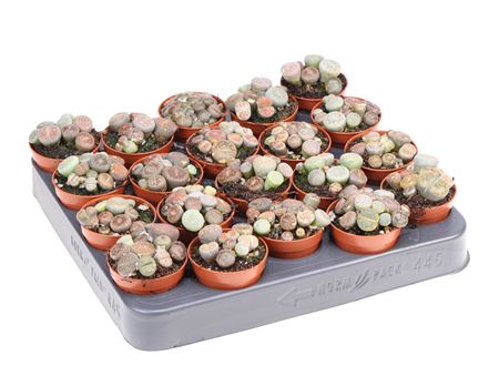Lithops