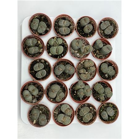 Lithops