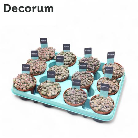Lithops Mix (decorum) +steker