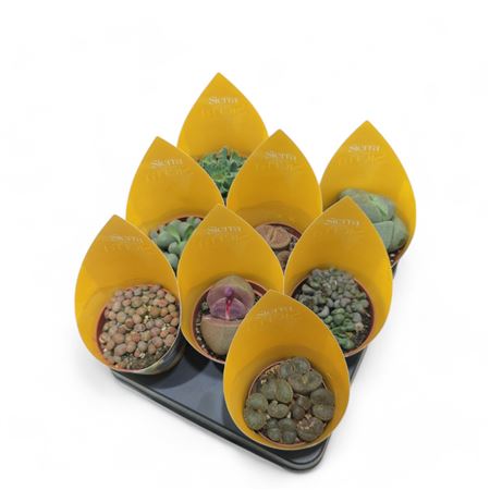 Lithops Mix (4spc.) (sierra) Sierra Collection