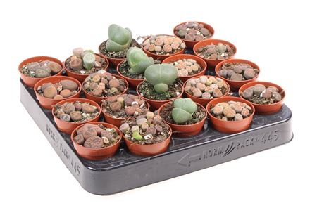 Lithops Mix