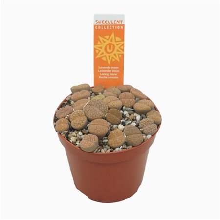 Lithops