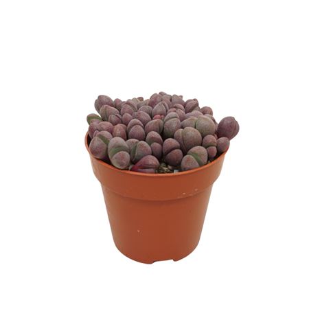 Pleiospilos Nellii Rubra