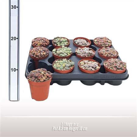Lithops Mix