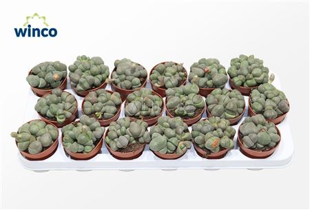 Pleiospilos Nelii (group)
