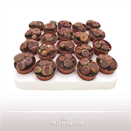 Lithops
