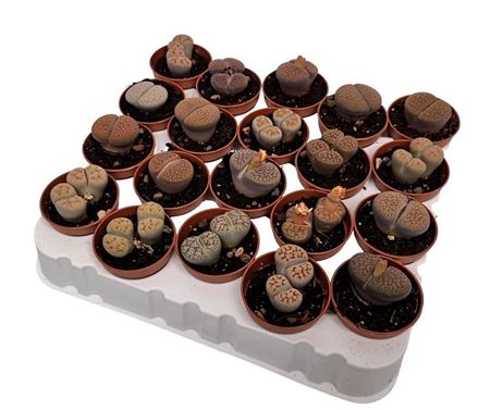 Lithops Mix