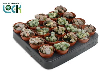 Lithops Mix