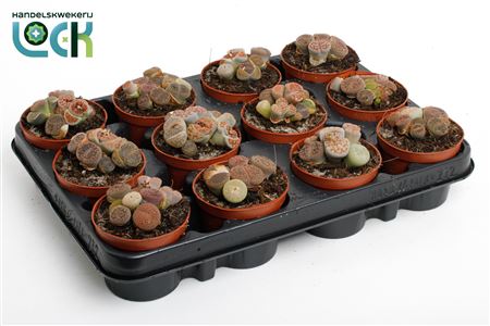 Lithops