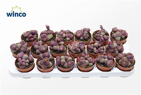 Pleiospilos Nelii Rubra (group)