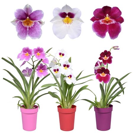 Miltonia 1st Mix