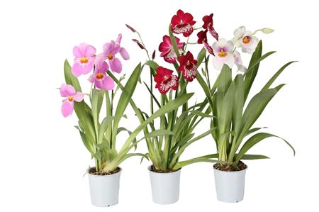Miltonia 2st Mix