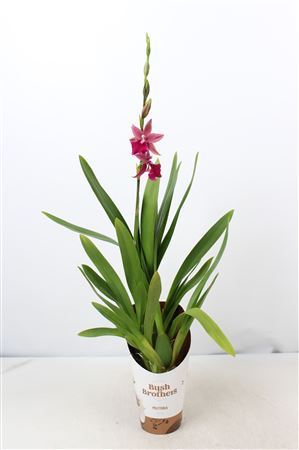 Zomer Miltonia 1 Tak 12 Cm