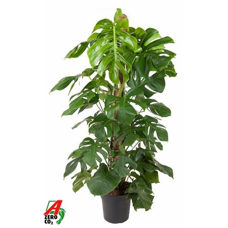 Monstera Deliciosa Mosspole