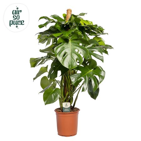 Monstera Deliciosa Mosspole (air So Pure)