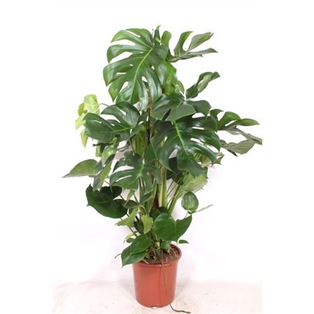 Monstera Deliciosa