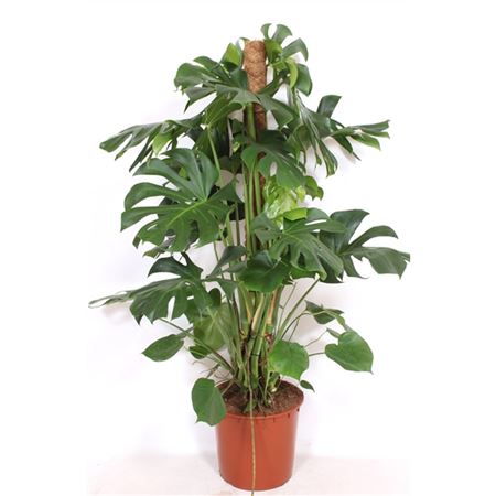 Monstera Deliciosa Mosspole