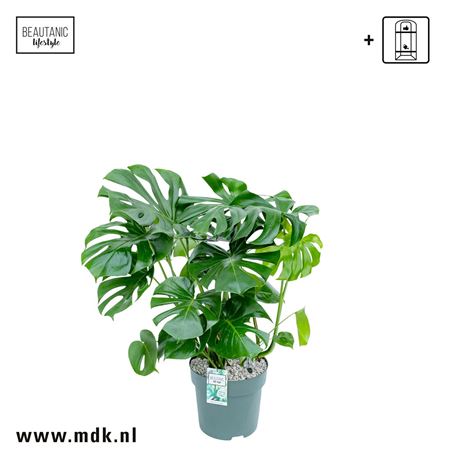 Monstera Deliciosa