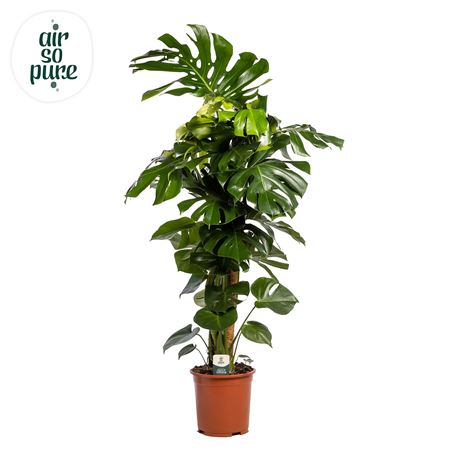 Monstera Deliciosa Mosspole (air So Pure)