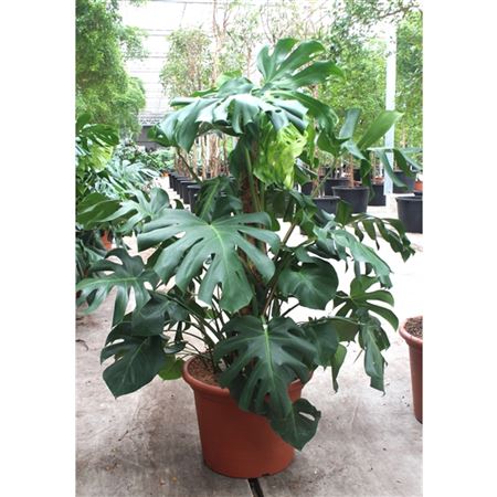 Monstera Deliciosa