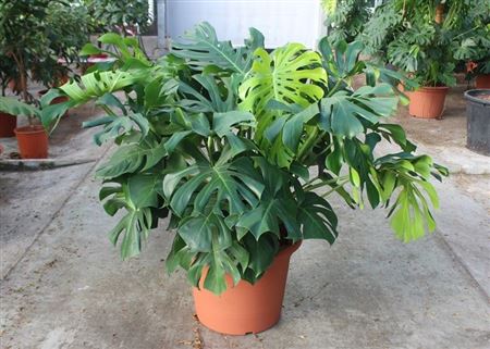 Monstera Deliciosa