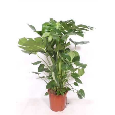 Деревянная палочка Monstera Deliciosa