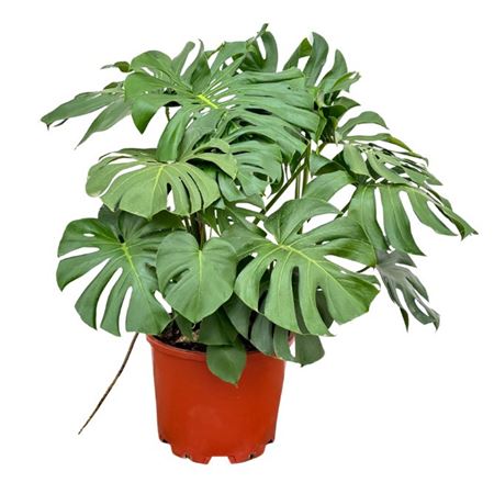 Monstera Deliciosa 6pp