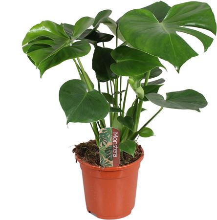 Monstera Deliciosa 7pp