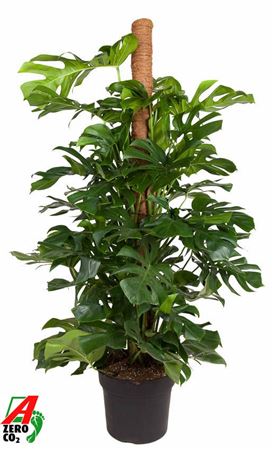 Monstera Deliciosa Mospol