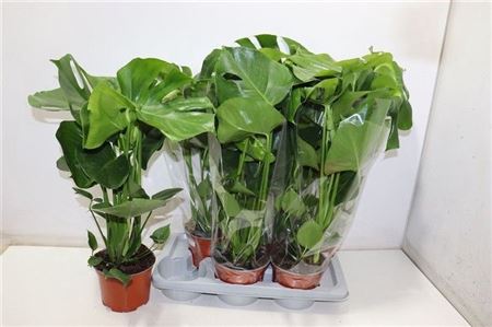 Monstera Deliciosa