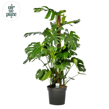 Monstera Deliciosa Mosspole