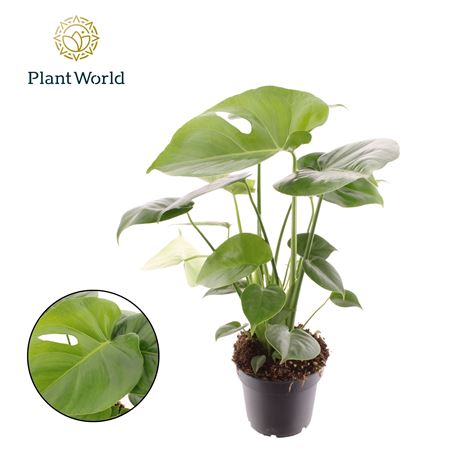 Monstera Deliciosa