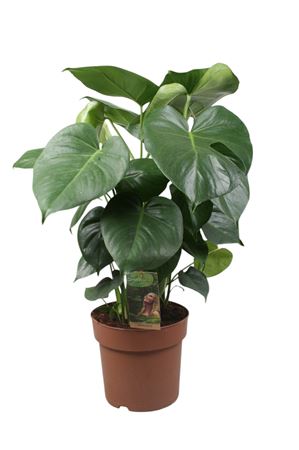 Monstera Deliciosa