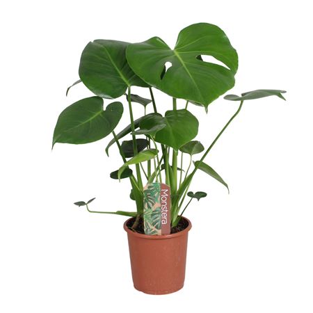 Monstera Deliciosa 3pp Label