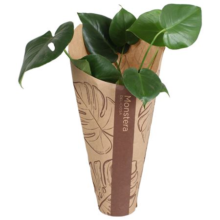 Monstera Deliciosa In Kraft Sleeve