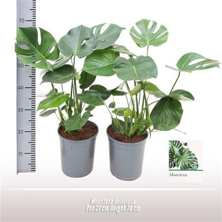Monstera Deliciosa