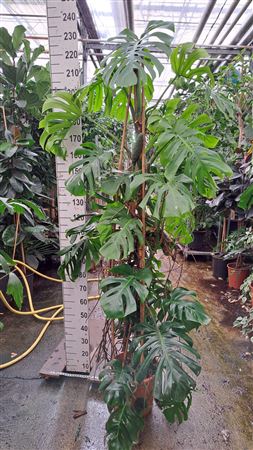 Monstera Deliciosa