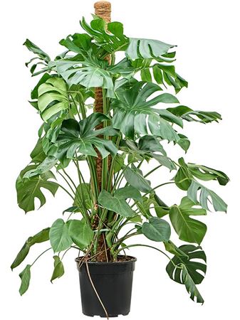Monstera Deliciosa Mosspole