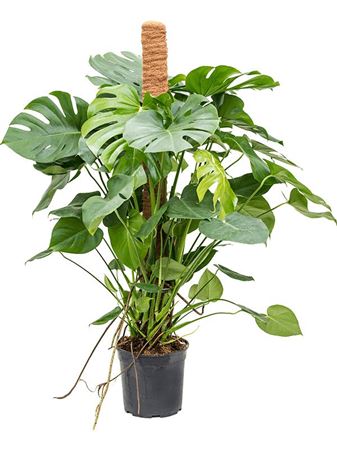 Monstera Deliciosa