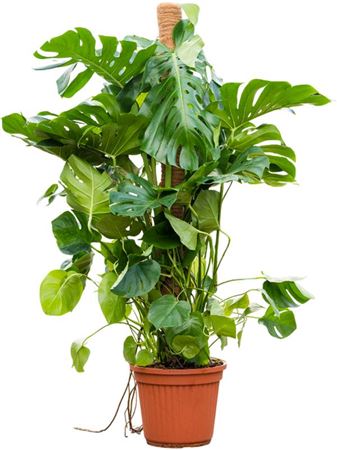 Monstera Deliciosa Mosspole