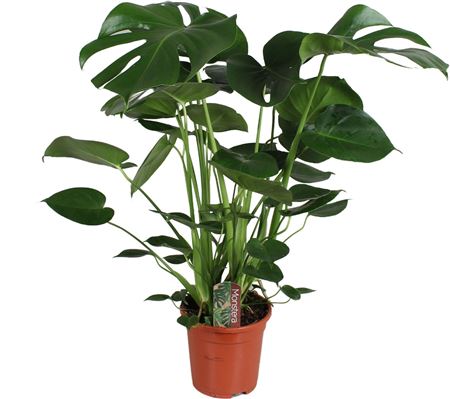 Monstera Deliciosa