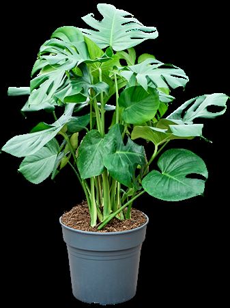 Monstera Deliciosa
