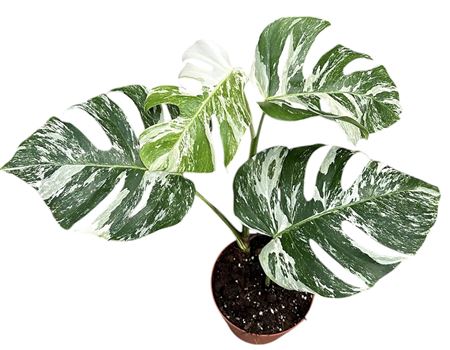 Monstera Deliciosa Variegata